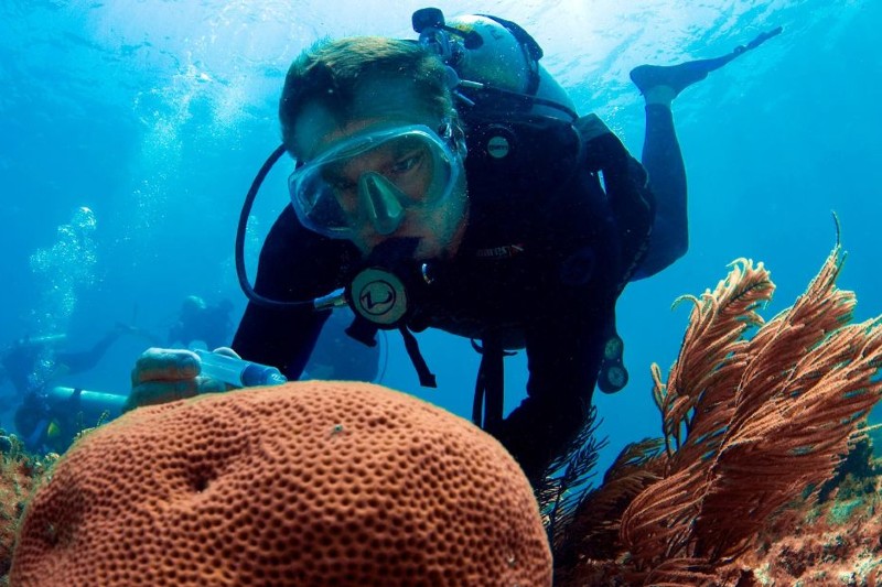 Dr. Michael Heithaus scuba dives among corals