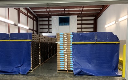 Pre-cooling of strawberries at a growers' facility in Florida. Photo by Saoli Chanda